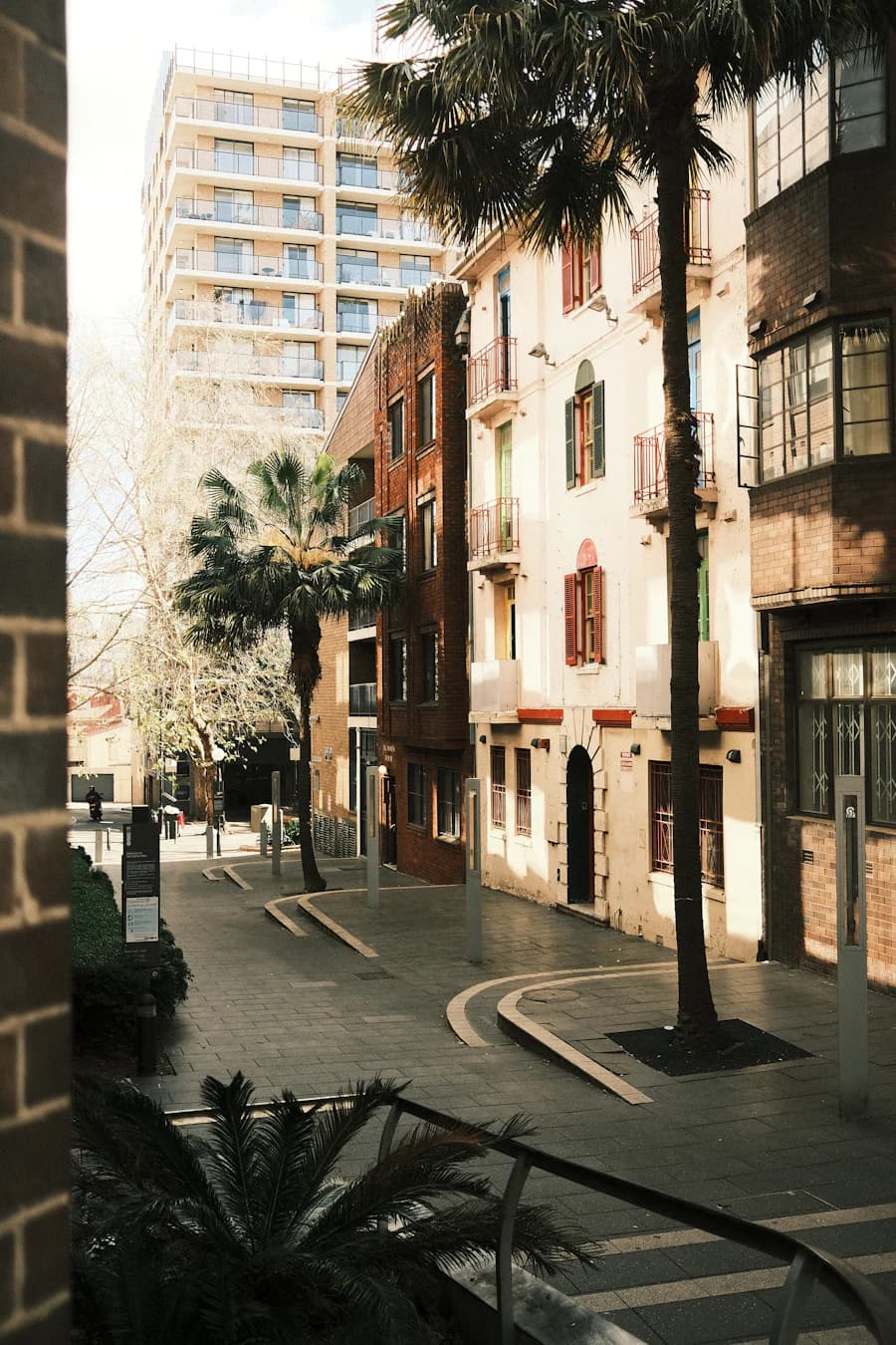 A sunlit neighbourhood street in Sydney, Australia
